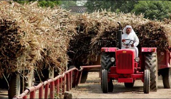 Government Damage The Agriculture Sector Through Political Pressure On The Sindh Government