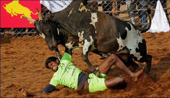 Five Gored To Death At Indian Bull Taming Event