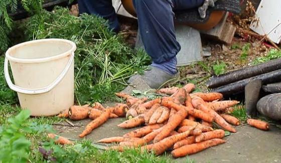 Quetta Ban On Vegetable And Fruit Grown From Dirty Water