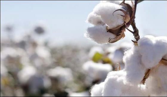 Raw Cotton Prices Down By 7000 Per Ton