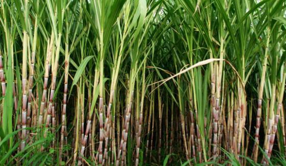 Sindhfarmers Are Protesting Against Illegal Cut Off In The Price Of Sugar Cane