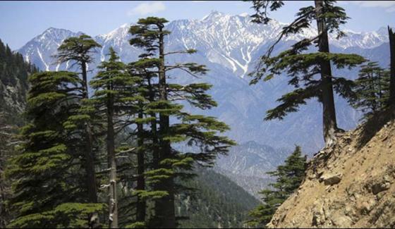 Women To Get Forest Royalty First Time Ever In Chitral