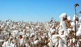 200 Rupees Increased In Price Of High Quality Cotton