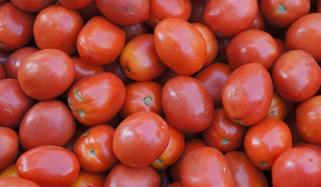 Tomatoes Distribute Free In Vegetables