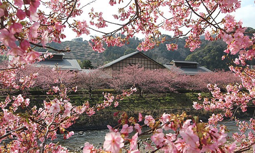 جاپان کی سڑکوں اور باغات میں چیری کے پھولوں کی بہار 