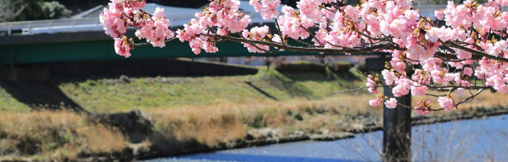 جاپان کی سڑکوں اور باغات میں چیری کے پھولوں کی بہار 