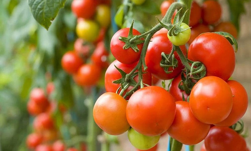 ٹماٹر کی بھرپور فصل سے کاشت کاروں کو نقصان