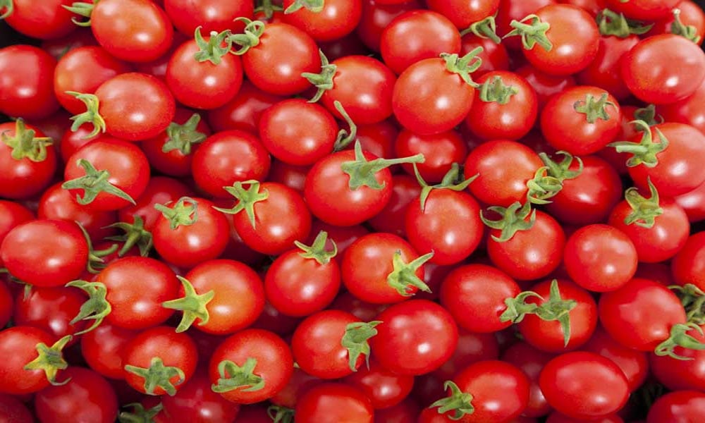 ٹماٹر کی بھرپور فصل سے کاشت کاروں کو نقصان
