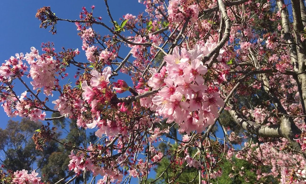 سین ڈیاگو میں چیری پھولوں کی بہار 