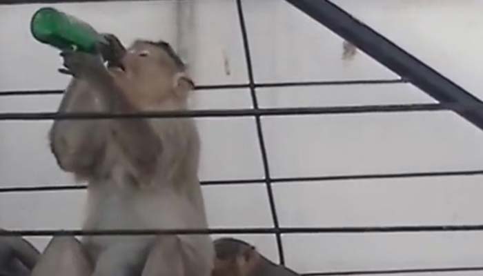 کولڈ ڈرنک پینے کا شوقین ننھا بندر