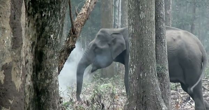 کرناٹکا میں منہ سے دھواں اڑاتا ہوا ہاتھی 