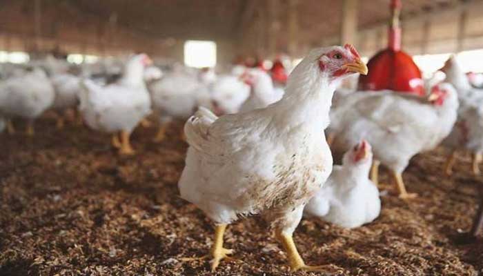 مرغیوں کی خوراک، پنجاب کیلئے نئے قواعد و ضوابط جاری