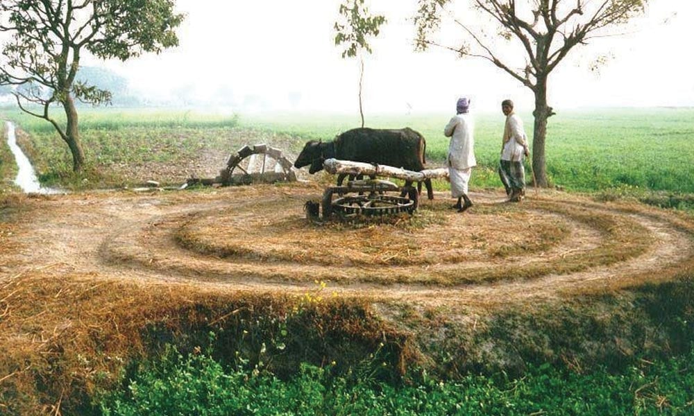 پاکستان کی دیہی زرعی معیشت