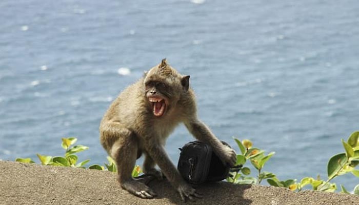شرارتی بندر خاتون سے موبائل چھین کر بھاگ نکلا