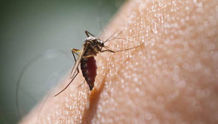 ملیریا سے نمٹنے کا گھریلو علاج کیا ہے؟