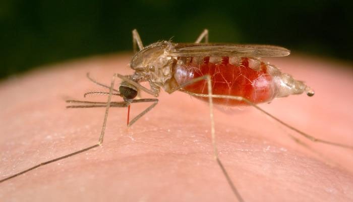 ملیریا کے حوالے سے بلوچستان ہائی رسک قرار