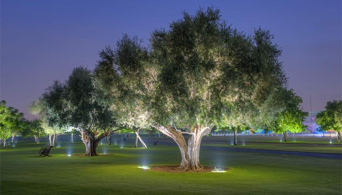  زیتون کے درختوں کی سب سے بڑی تعداد سعودی عرب میں