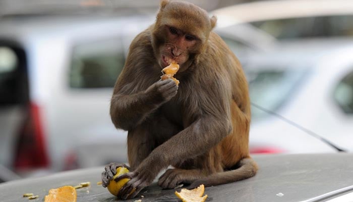 بھارت میں بندر بے قابو