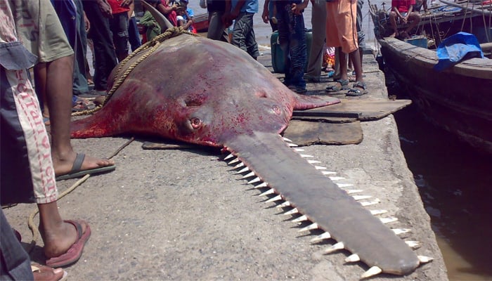 پاکستانی سمندرسے نایاب ’آرا‘ مچھلی مردہ حالت میں برآمد