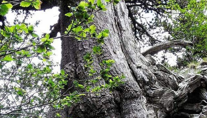 یورپ کا 1230سال پرانا درخت جواب بھی بڑھ رہا ہے