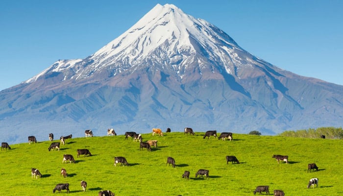 نیوزی لینڈ؛ ڈیڑھ لاکھ گائےاجتماعی طور پرذبح ہوں گی