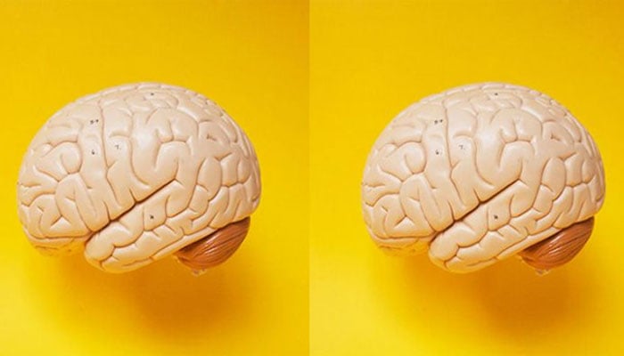 انسانی جسم میں2 دماغ ہوتے ہیں،ماہرین کاانکشاف