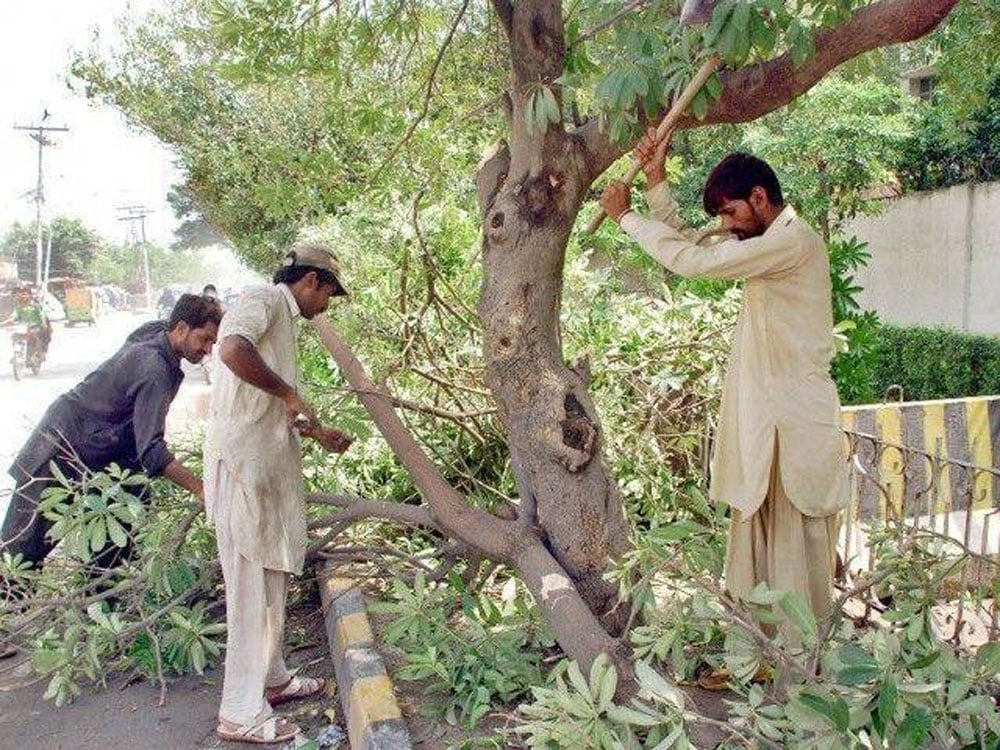 ہیٹ ویو کی مکمل شکست کیلئے درخت ضروری