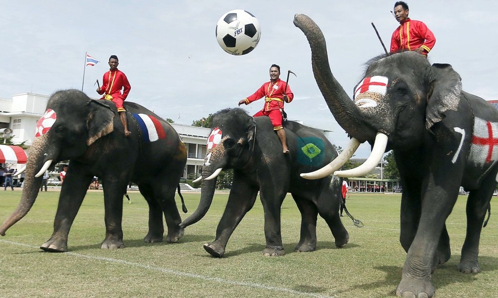 Play elephant. Слоны футболисты. Команда слонов. Футбольная команда слон. Футбол слоны Индия.