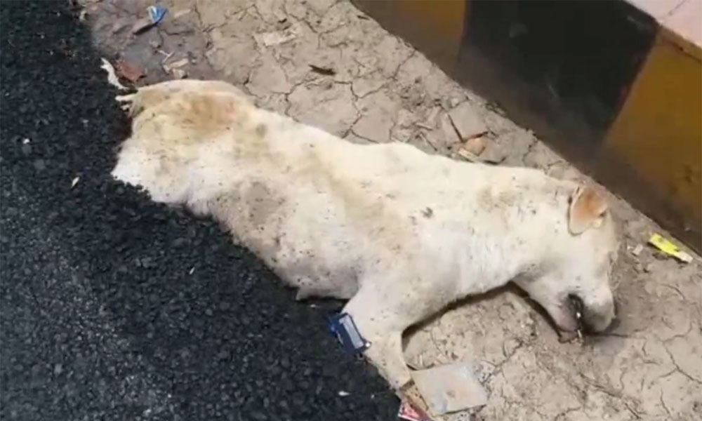 بھارت میں سوئے ہوئے کتے پر سڑک بنا دی گئی