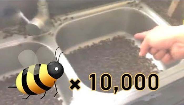 چین میں شہد کی مکھیوں کا انتقام