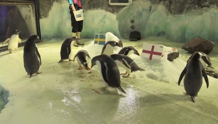  ورلڈ کپ:پینگوئنز نے سوئیڈن کیلئے خطرے کی گھنٹی بجادی