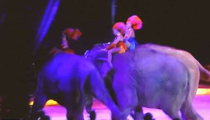 سرکس کے دوران ایک ہاتھی تماشائیوں پر جاگرا 