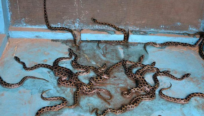 بھارت: اسکول کےکچن سے 60 زہریلے سانپ برآمد