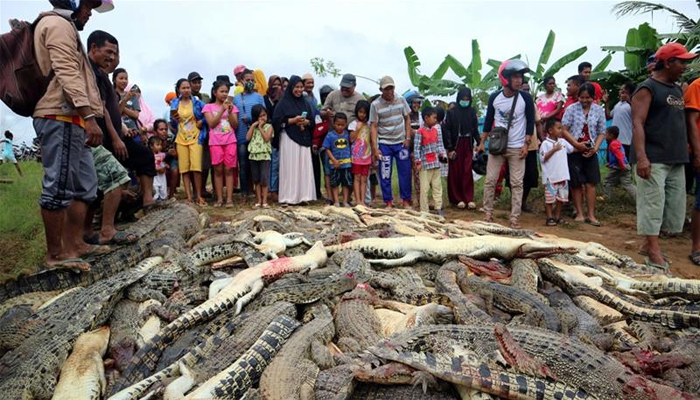 انڈونیشیا :مشتعل ہجوم نے 300مگر مچھ مارڈالے