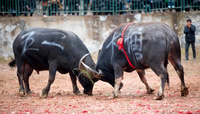 چین میں بیلوں کی لڑائی کا روایتی میلہ