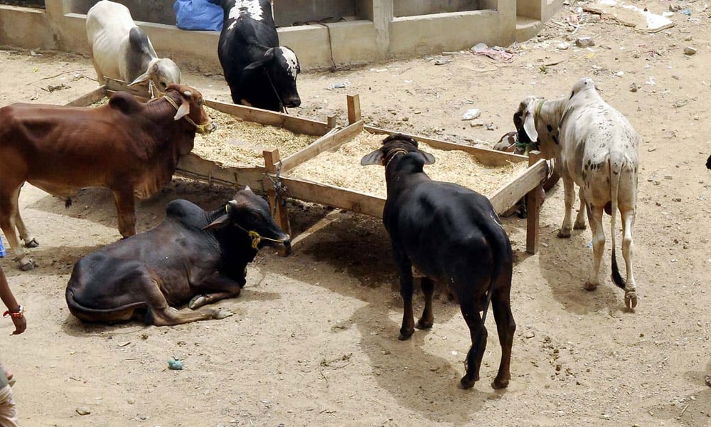 کراچی میں لگنے والی مویشی منڈی کی تصویری جھلکیاں