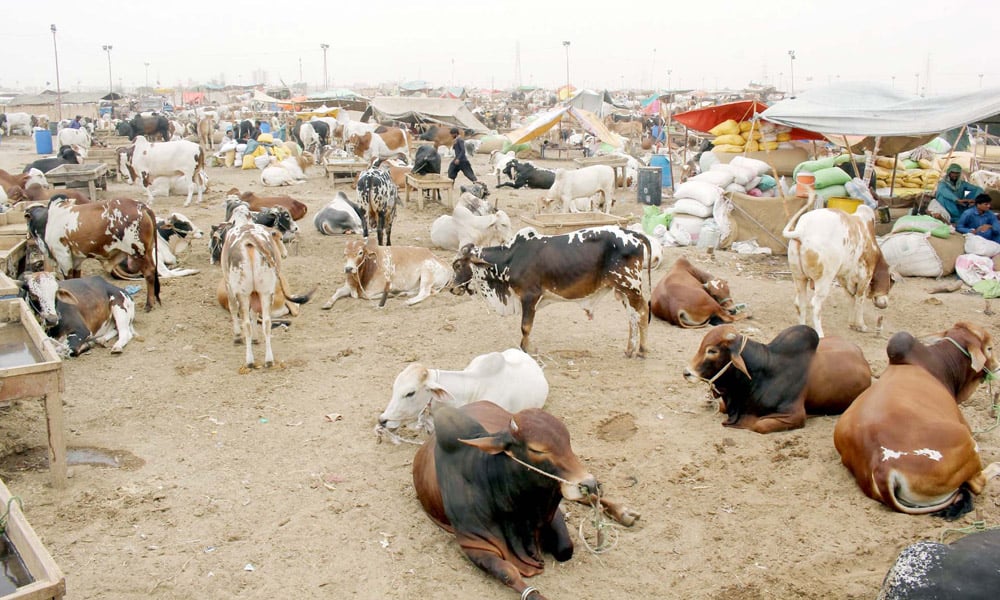 کراچی میں لگنے والی مویشی منڈی کی تصویری جھلکیاں