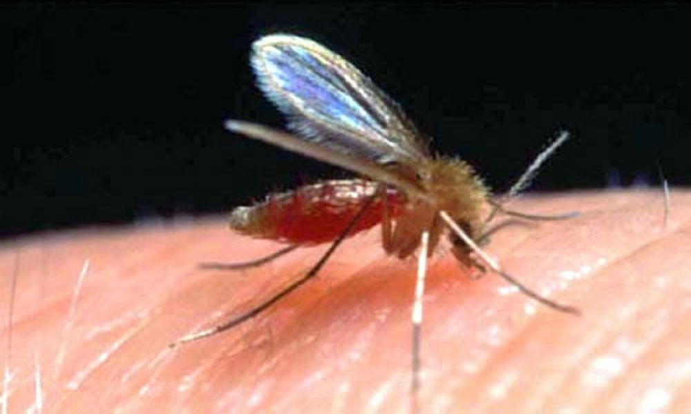جنوبی وزیرستان: ملیریا اور لشمینیا نے وبائی شکل اختیار کرلی