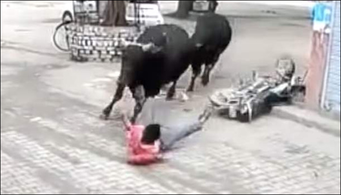 بھارت کی سڑک پر2  بدمست بیلوں کی دوڑ
