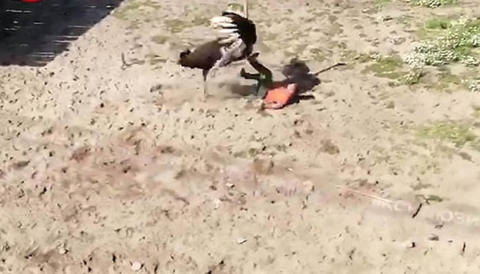 روسی چڑیا گھر کے ملازم کو شتر مرغ کے سامنے آنا بھاری پڑ گیا