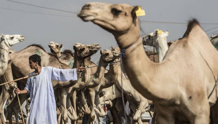 عید الاضحی ،افریقہ میں اونٹوں کی سب سے بڑی مارکیٹ