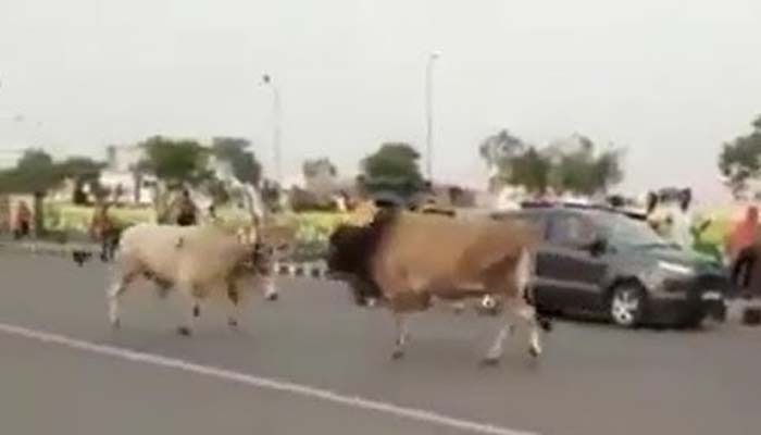 بھارت میں مصروف سڑک کے بیچ دو بپھرے بیل آپس میں لڑ پڑے