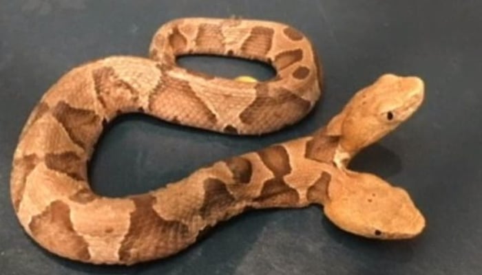 ورجینیا میں دو منہ والے زہریلے سانپ نے ہلچل مچا دی