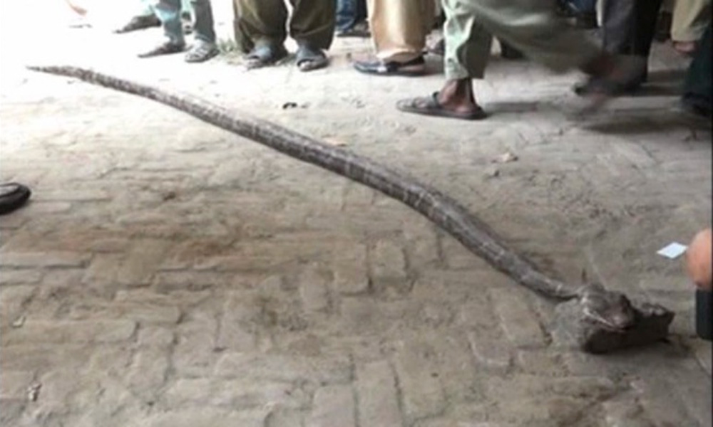 لاہور: سروسز اسپتال کے گائنی وارڈ میں 3فٹ لمبا سانپ