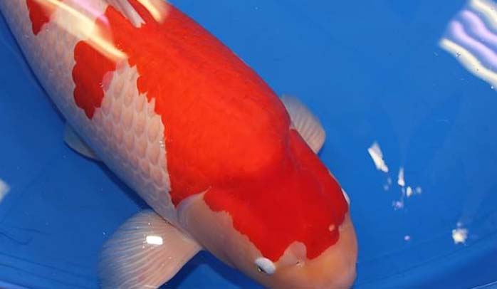 جاپان میں دنیا کی مہنگی ترین مچھلی نیلام 