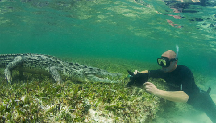 خطروں کےکھلاڑی کا مگرمچھ کی موجودگی میں تیراکی کا مظاہرہ 