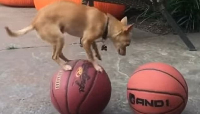 کتے کا باسکٹ بال سے کرتب بازی کا دلچسپ مظاہرہ