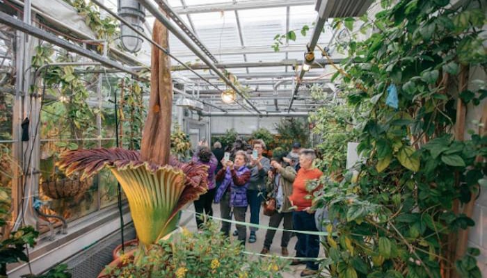  امریکا:گرین ہاؤس میں عجیب وغریب پھول عوامی توجہ کا مرکز 