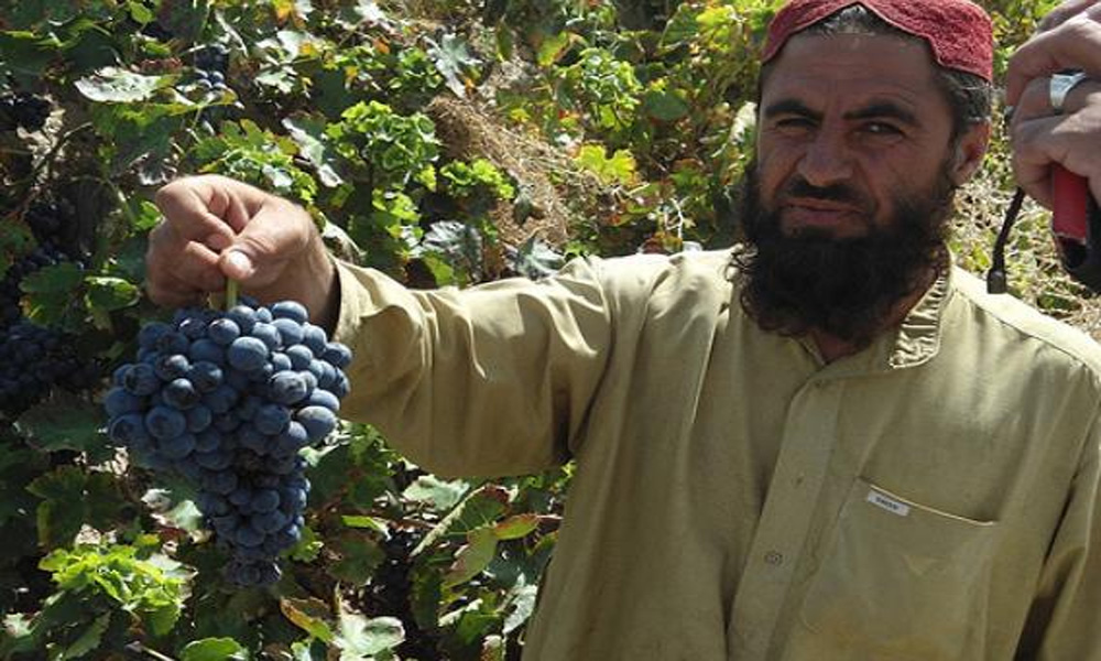 بلوچستان میں انگور کی سپر فصل، کشمش کی بھی تیاری