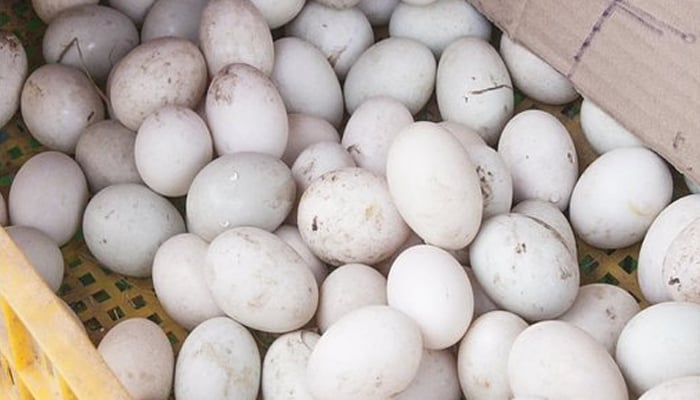 پنجاب فوڈ اتھارٹی نےگندے انڈوں کی بھاری کھیپ پکڑلی